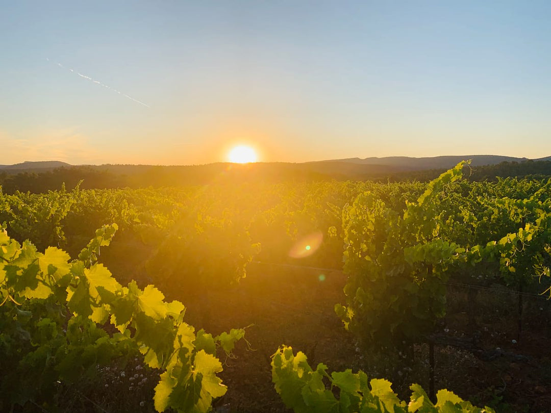 Domaine Cammaous & Caussarelle : le souffle du Pic Saint-Loup