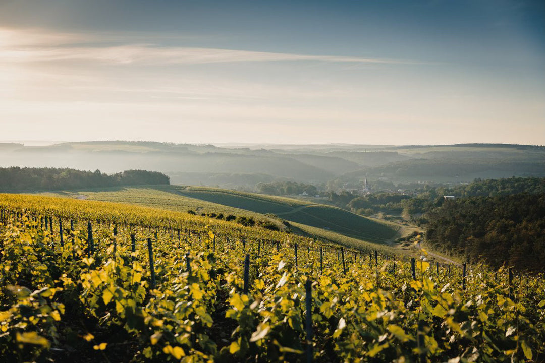 Apprendre le vin : L’adaptation des vignobles au changement climatique : le retour des cépages interdits