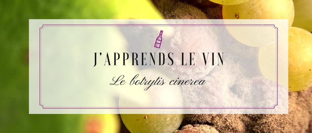 J'apprends le vin : Le botrytis cinerea