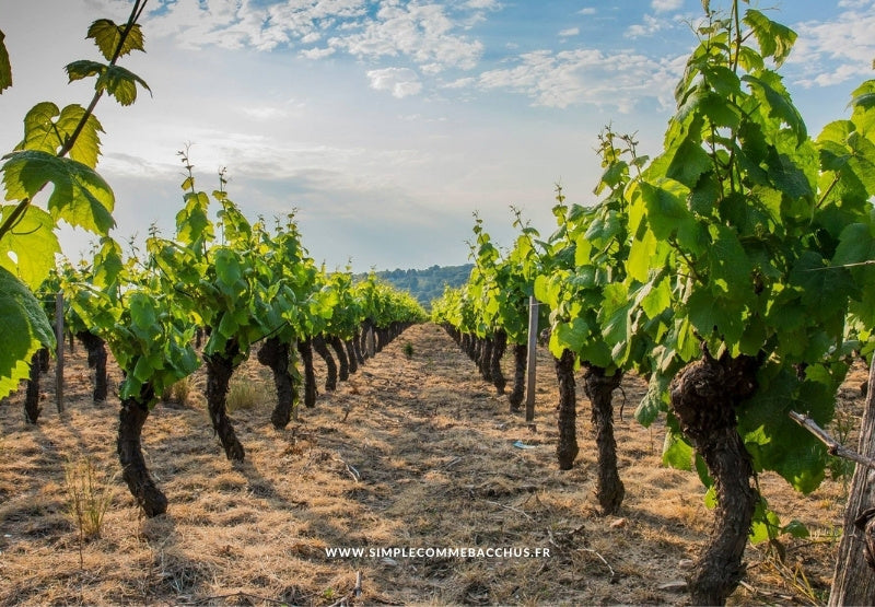 Beaujolais