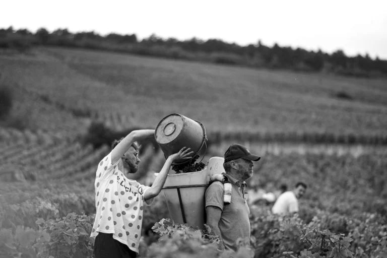 Domaine de Michel Noellat